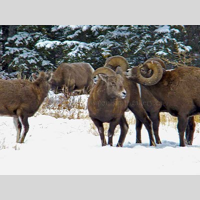 Big Horn Sheep